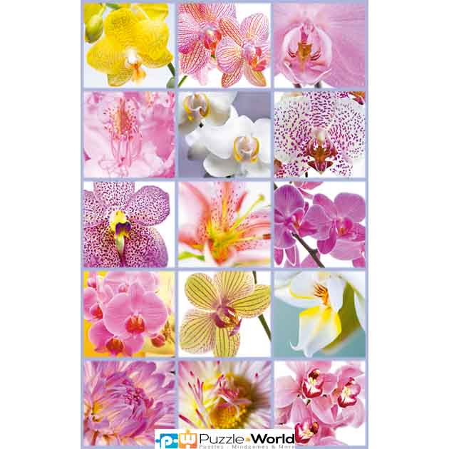 Collage de Fleurs (1500 pcs)