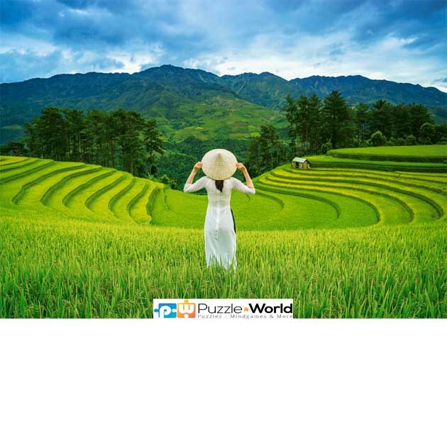 Rice Fields in Vietnam