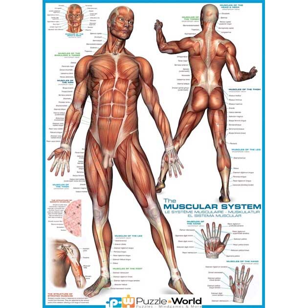 Muscular System