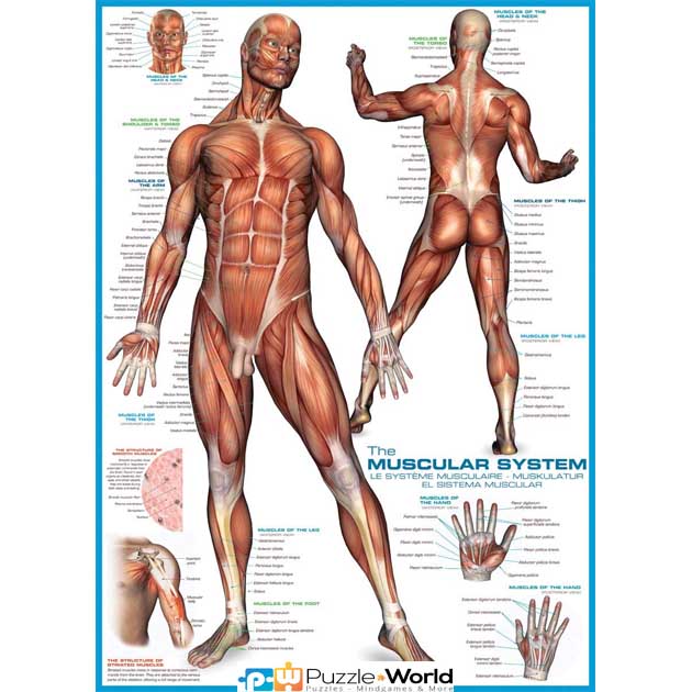 Muscular System