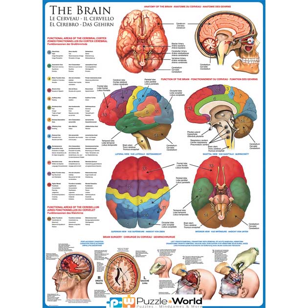 The Brain