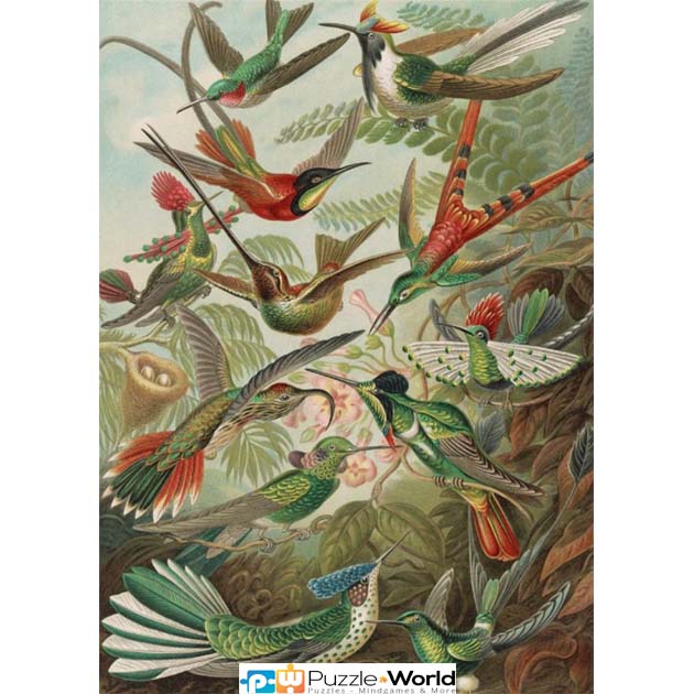 Ernst Haeckel: Hummingbirds (300 pcs)