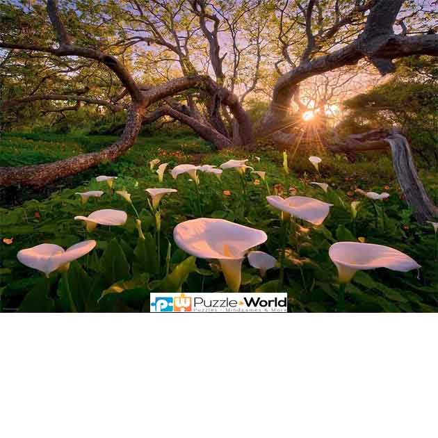 Magic Forest: Calla Clearing