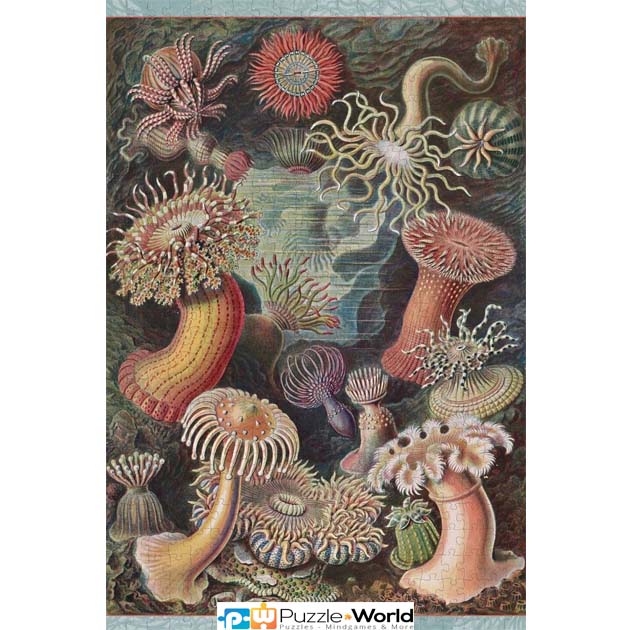 Ernst Haeckel: Sea Anemones (500 pcs) - Image 2