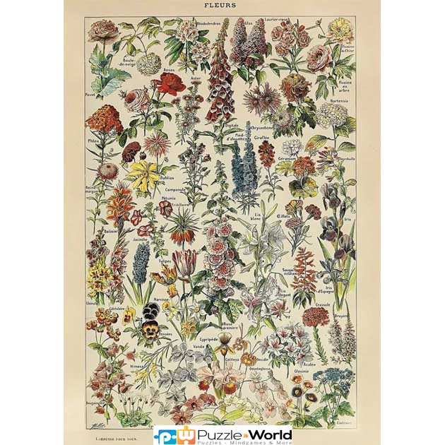 Adolphe Millot: Fleurs