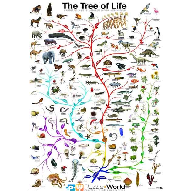 The Evolutionary Tree of Life