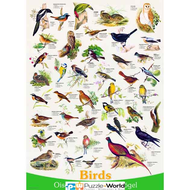 Animal Charts: Birds