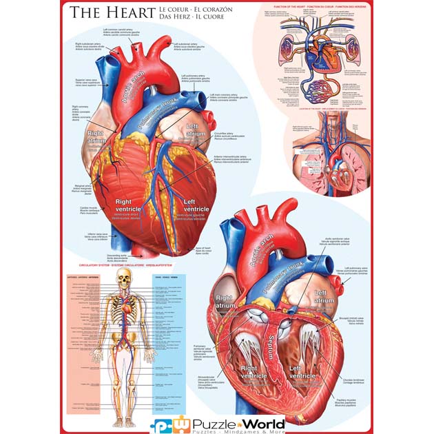 The Heart