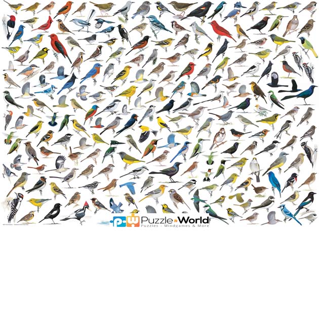 The World of Birds